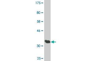 Western Blot detection against Immunogen (36. (AATK anticorps  (AA 161-260))