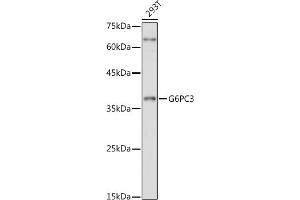 Western blot analysis of extracts of 293T cells, using G6PC3 antibody (ABIN7267401) at 1:1000 dilution. (G6PC3 anticorps  (AA 50-150))