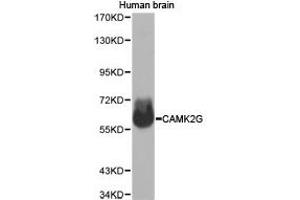 Western Blotting (WB) image for anti-Calcium/calmodulin-Dependent Protein Kinase II gamma (CAMK2G) antibody (ABIN1871416) (CAMKII gamma anticorps)