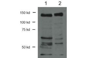 Western Blot of Rabbit Anti-CTCF Antibody.