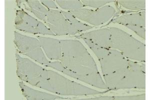 ABIN6278293 at 1/100 staining Mouse muscle tissue by IHC-P.