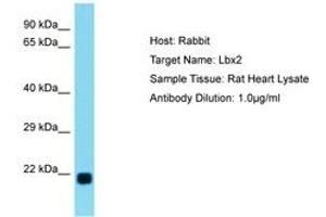 Image no. 1 for anti-Ladybird Homeobox 2 (LBX2) (C-Term) antibody (ABIN6750258) (LBX2 anticorps  (C-Term))