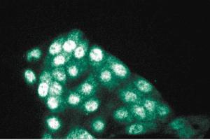 Immunofluorescence staining of MDCK cells (Canine kidney, ATCC CCL-34). (PP5 anticorps  (AA 36-238))