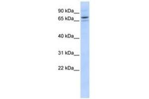 Image no. 1 for anti-Sec23 Homolog B (SEC23B) (AA 575-624) antibody (ABIN6743627) (Sec23 Homolog B anticorps  (AA 575-624))
