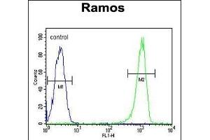 C11orf53 Antibody (C-term) (ABIN654875 and ABIN2844531) flow cytometric analysis of Ramos cells (right histogram) compared to a negative control cell (left histogram). (C11orf53 anticorps  (C-Term))