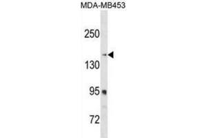 Western Blotting (WB) image for anti-Ribosome Binding Protein 1 (RRBP1) antibody (ABIN3000248) (RRBP1 anticorps)