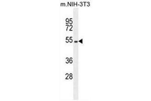 EIF2B4 Antibody (Center K161) western blot analysis in mouse NIH-3T3 cell line lysates (35uµg/lane).