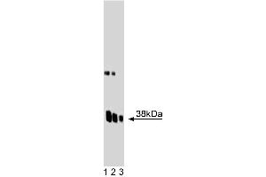 Western blot analysis of Synaptophysin on a rat cerebrum lysate. (Synaptophysin anticorps  (AA 205-306))