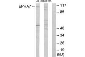 Western blot analysis of extracts from Jurkat cells/COLO205 cells, using EPHA7 Antibody. (EPH Receptor A7 anticorps  (AA 451-500))