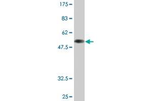 Western Blot detection against Immunogen (60.
