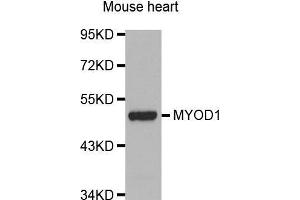Western Blotting (WB) image for anti-Myogenic Differentiation 1 (MYOD1) (AA 150-250) antibody (ABIN1513236) (MYOD1 anticorps  (AA 150-250))