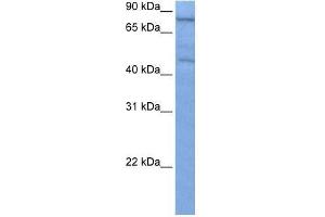 ZNF555 antibody used at 0. (ZNF555 anticorps  (C-Term))