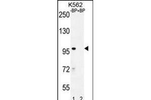 Western blot analysis of IQCA1 Antibody (C-term) Pab (ABIN655947 and ABIN2845334) pre-incubated without(lane 1) and with(lane 2) blocking peptide in K562 cell line lysate. (IQCA1 anticorps  (C-Term))