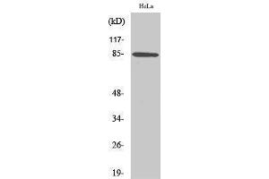 Western Blotting (WB) image for anti-Anaphase Promoting Complex Subunit 5 (ANAPC5) (Internal Region) antibody (ABIN3183313) (ANAPC5 anticorps  (Internal Region))