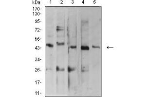 ARFGAP1 anticorps  (AA 270-414)