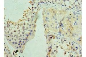 Immunohistochemistry of paraffin-embedded human testis tissue using ABIN7159832 at dilution of 1:100