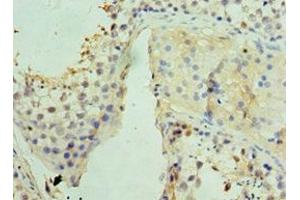 Immunohistochemistry of paraffin-embedded human testis tissue using ABIN7159832 at dilution of 1:100