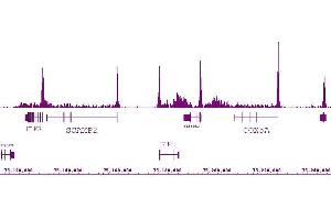 RNA pol II antibody (mAb) (Clone 1F4B6) tested by ChIP-Seq. (POLR2F anticorps)
