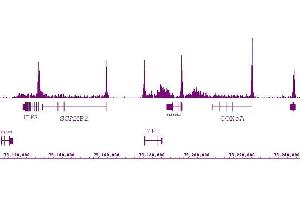 RNA pol II antibody (mAb) (Clone 1F4B6) tested by ChIP-Seq. (POLR2F anticorps)