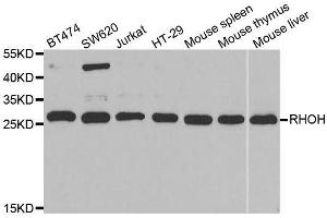 Western blot analysis of extracts of various cell lines, using RHOH antibody. (RHOH anticorps  (AA 1-191))