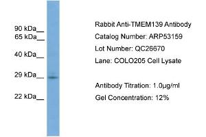WB Suggested Anti-TMEM139  Antibody Titration: 0. (TMEM139 anticorps  (N-Term))