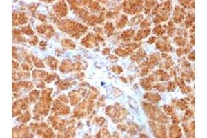 Immunohistochemical staining (Formalin-fixed paraffin-embedded sections) of human pancreas with CLTA/CLTB monoclonal antibody, clone SPM174 . (CLTA anticorps  (N-Term))