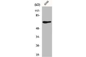 Western Blot analysis of A549 cells using GPR50 Polyclonal Antibody (XCR1 anticorps  (Internal Region))