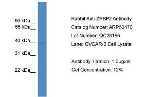 WB Suggested Anti-ZPBP2  Antibody Titration: 0. (ZPBP2 anticorps  (N-Term))