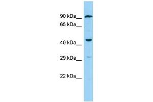 Host: Rabbit Target Name: F2RL3 Sample Type: THP-1 Whole Cell lysates Antibody Dilution: 1. (F2RL3 anticorps  (C-Term))