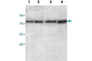 Western blot analysis of HepG2 (Lane 1), HeLa (Lane 2), MCF-7 (Lane 3) and SW480 (Lane 4) cell lysate with AGPS polyclonal antibody  at 1 : 500 dilution.