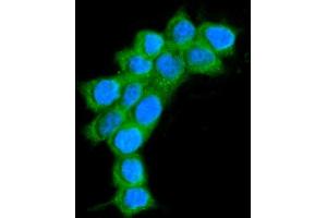 IF analysis of AlaRS/AARS1 using anti-AlaRS/AARS1 antibody (ABIN7602380). (Alanine--tRNA Ligase, Mitochondrial (AARS-1) (AA 729-968) anticorps)