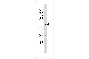 TTC5 Antibody (C-term) (ABIN1881956 and ABIN2843299) western blot analysis in U-937 cell line lysates (35 μg/lane). (TTC5 anticorps  (C-Term))