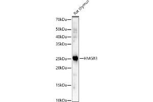 Western blot analysis of extracts of Rat thymus, using HMGB3 antibody (ABIN7267651) at 1:2265 dilution. (HMGB3 anticorps  (AA 100-200))