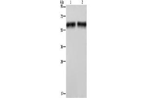 Western Blotting (WB) image for anti-Elastin (ELN) antibody (ABIN2428080) (Elastin anticorps)