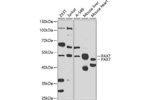 Western blot analysis of extracts of various cell lines, using P antibody (ABIN6132464, ABIN6145263, ABIN6145265 and ABIN6223179) at 1:1000 dilution. (PAX7 anticorps  (AA 289-518))
