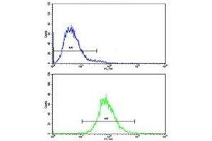 Flow cytometric analysis of CEM cells using CD36 antibody (bottom histogram) compared to a negative control (top histogram).