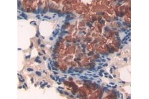 IHC-P analysis of Mouse Tissue, with DAB staining. (APAF1 anticorps  (AA 872-1135))