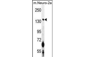 CS Antibody (N-term) 1271a western blot analysis in mouse Neuro-2a cell line lysates (35 μg/lane). (CAMSAP1 anticorps  (N-Term))