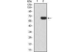 Western blot analysis using EIF5 mAb against HEK293 (1) and EIF5 (AA: 1-300)-hIgGFc transfected HEK293 (2) cell lysate. (EIF5 anticorps  (AA 1-300))