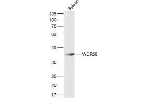Mouse spleen lysates probed with WDR68 Polyclonal Antibody, Unconjugated  at 1:300 dilution and 4˚C overnight incubation. (DCAF7 anticorps  (AA 2-100))