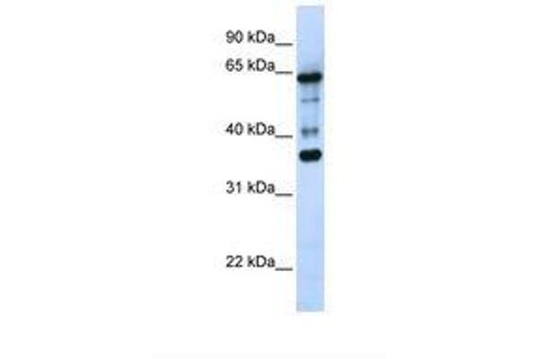ZNF630 Antikörper  (AA 218-267)