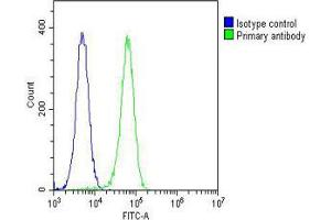 Overlay histogram showing K562 cells stained with Antibody (green line). (SMPD1 anticorps  (C-Term))