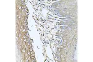 Immunohistochemistry of paraffin-embedded mouse skin using CALU antibody (ABIN6129533, ABIN6137878, ABIN6137880 and ABIN6222201) at dilution of 1:100 (40x lens). (CALU anticorps  (AA 20-315))