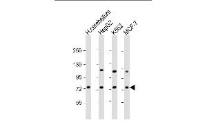 All lanes : Anti-SD1 Antibody  at 1:2000 dilution Lane 1: human cerebellum lysate Lane 2: HepG2 whole cell lysate Lane 3: K562 whole cell lysate Lane 4: MCF-7 whole cell lysate Lysates/proteins at 20 μg per lane. (SMPD1 anticorps  (C-Term))