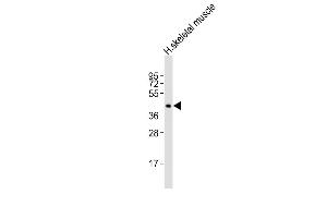 Anti-CDX4 Antibody (Center)at 1:2000 dilution + human skeletal muscle lysates Lysates/proteins at 20 μg per lane. (CDX4 anticorps  (AA 181-214))