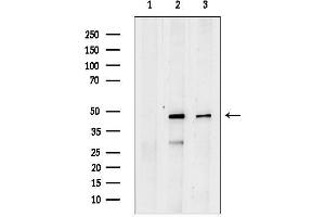 anti-Solute Carrier Family 1 Member 5 (SLC1A5) (C-Term) antibody