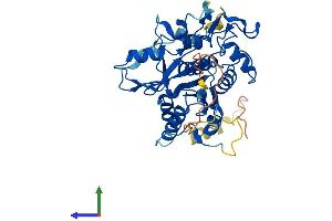 AlphaFold protein structure predicition of Human Recombinant ATG4B Protein, UniprotID Q9Y4P1