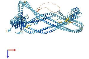 AlphaFold protein structure predicition of Mouse Recombinant Smc4 Protein, UniprotID Q8CG47