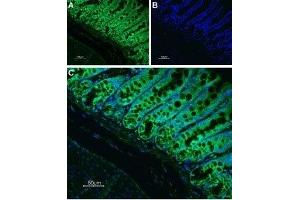 Expression of Neurokinin 1 receptor in rat colon - Immunohistochemical staining of rat colon paraffin-embedded section using Anti-Neurokinin 1 Receptor (NK1R) (extracellular) Antibody (ABIN7043803, ABIN7045318 and ABIN7045319), (1:100) followed by goat anti-rabbit-AlexaFluor-488 secondary antibody.