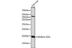 Western blot analysis of extracts of Rat liver, using Histone H2A Rabbit mAb (ABIN7267703) at 1:1000 dilution.